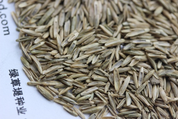 護(hù)坡黑麥草種子 護(hù)坡黑麥草種子