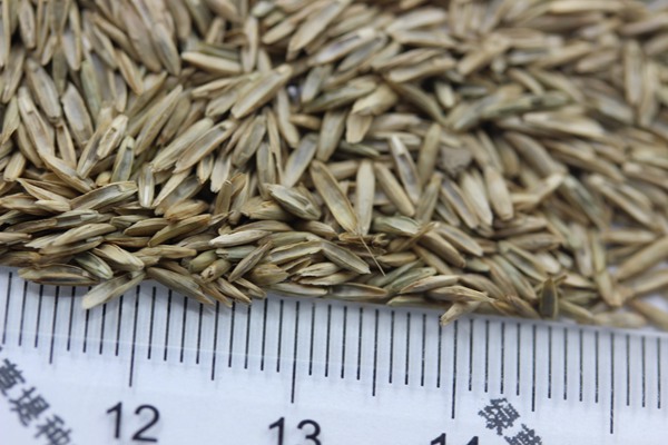 護(hù)坡黑麥草種子 護(hù)坡黑麥草種子