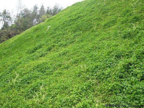 白三葉草.jpg 白三葉草.jpg