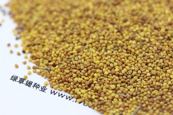 白三葉草種子價格，多少錢一斤