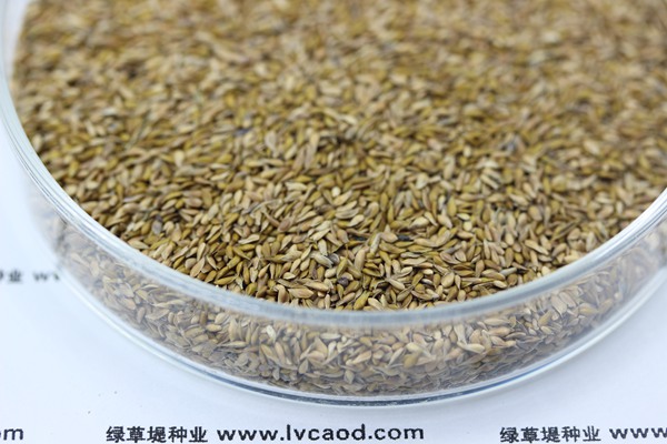 結(jié)縷草種子價(jià)格，多少錢一斤