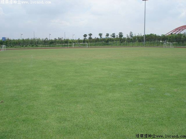 夏威夷草坪種子的價(jià)格