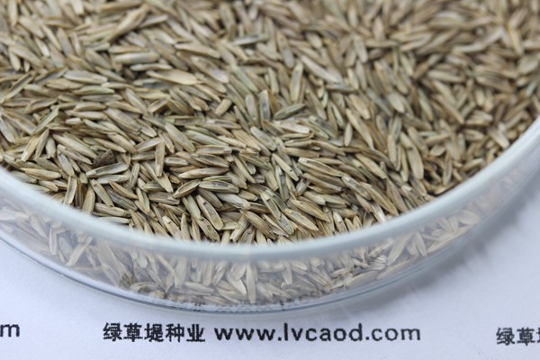 黑麥草一畝需要要多少種子 黑麥草一畝需要要多少種子