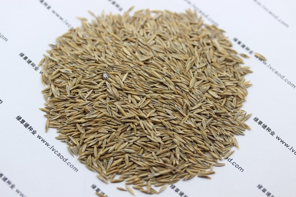 高羊茅草坪種子的價(jià)格