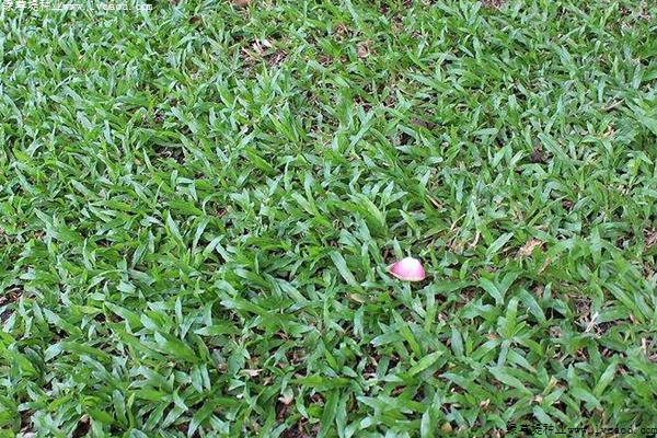 大葉油草的優(yōu)缺點(diǎn)分析