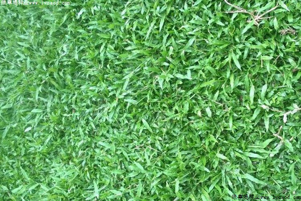 大葉油草的優(yōu)缺點(diǎn)分析