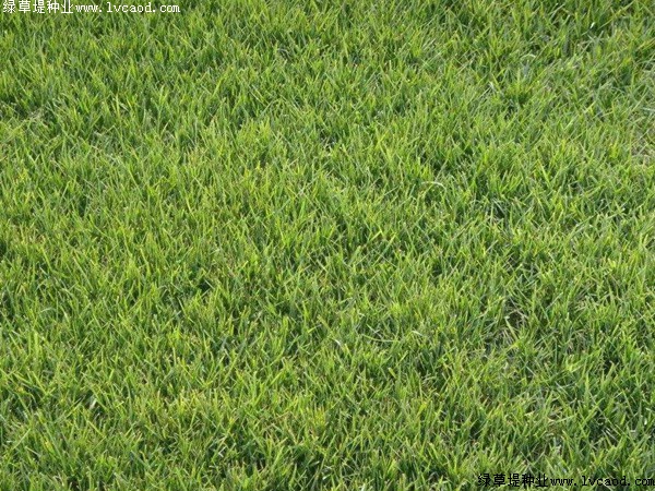 早熟禾草坪 早熟禾草坪