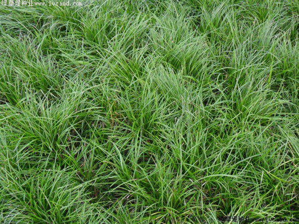 早熟禾草坪 早熟禾草坪