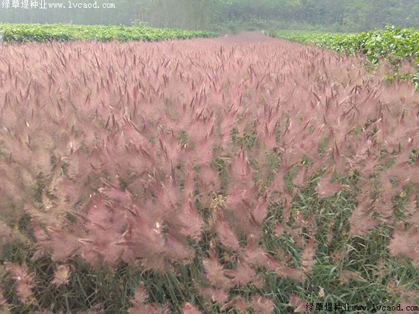 糖蜜草 糖蜜草