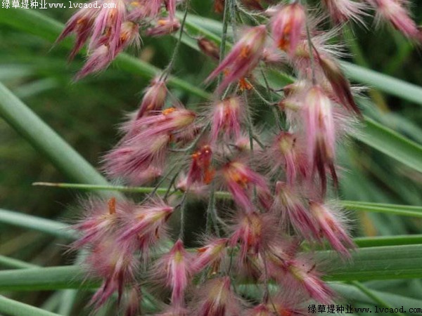 糖蜜草 糖蜜草