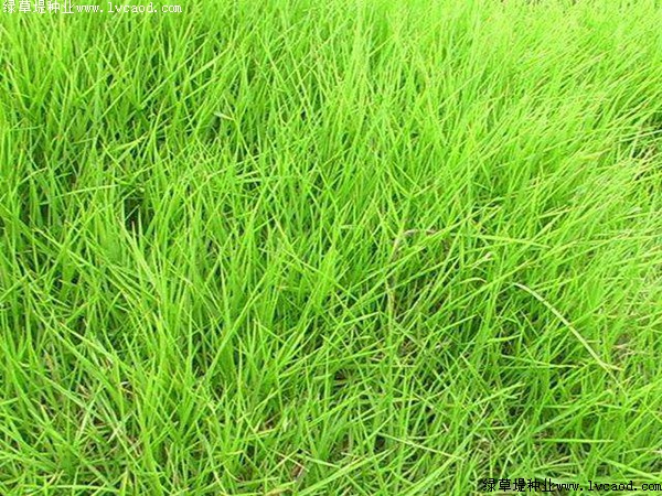 天鵝絨草坪 天鵝絨草坪