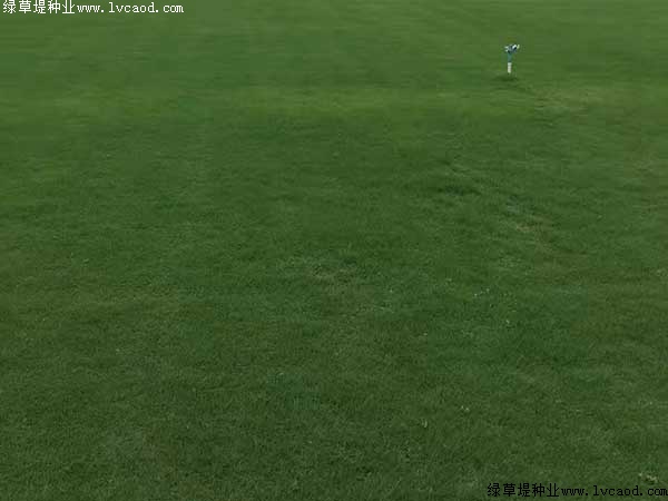 天鵝絨草坪 天鵝絨草坪