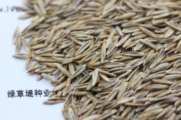 高羊茅種子 高羊茅種子