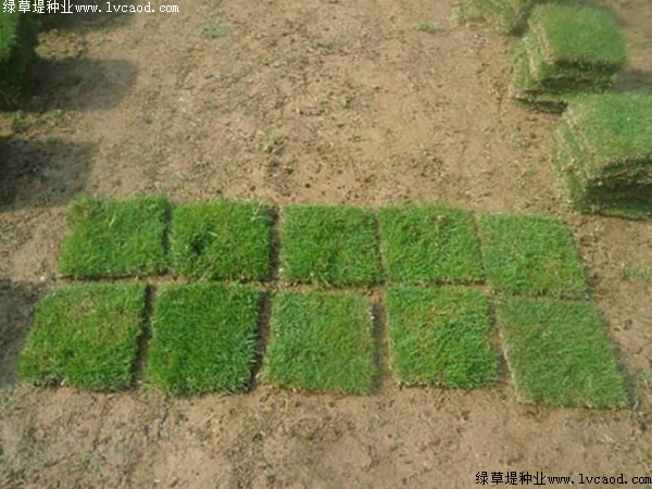 臺(tái)灣草草坪正確的澆水時(shí)間 臺(tái)灣草草坪正確的澆水時(shí)間