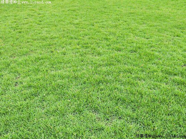 蘭引三號適合足球場草坪建設(shè)嗎