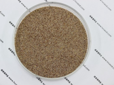 細弱剪股穎種子