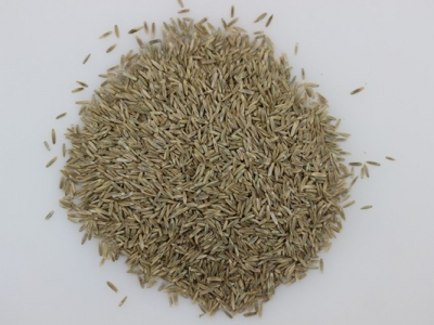 多年生黑麥草種子的批發(fā)價(jià)格，量越大優(yōu)惠越多