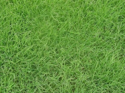 中華結(jié)縷草一年四季都是常綠的嗎？