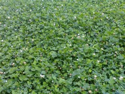 白三葉草種子發(fā)芽溫度要求，怎么做發(fā)芽率高