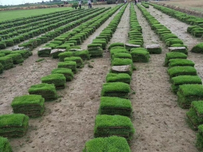 馬尼拉草坪種子價格，多少錢一斤