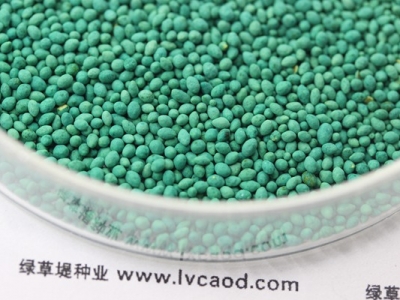 百慕大草籽的價格，百慕大草籽多少錢一斤能夠買到？