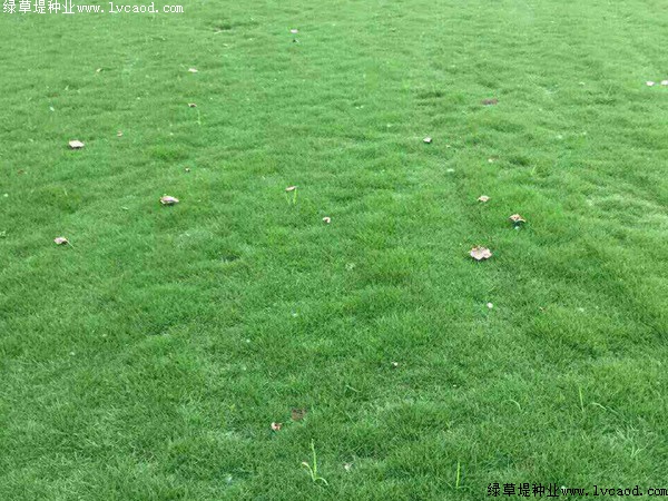 矮生百慕大草坪管理中易出現(xiàn)的誤區(qū) 矮生百慕大草坪管理中易出現(xiàn)的誤區(qū)