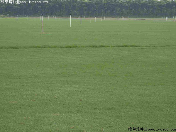 矮生百慕大草坪管理中易出現(xiàn)的誤區(qū) 矮生百慕大草坪管理中易出現(xiàn)的誤區(qū)