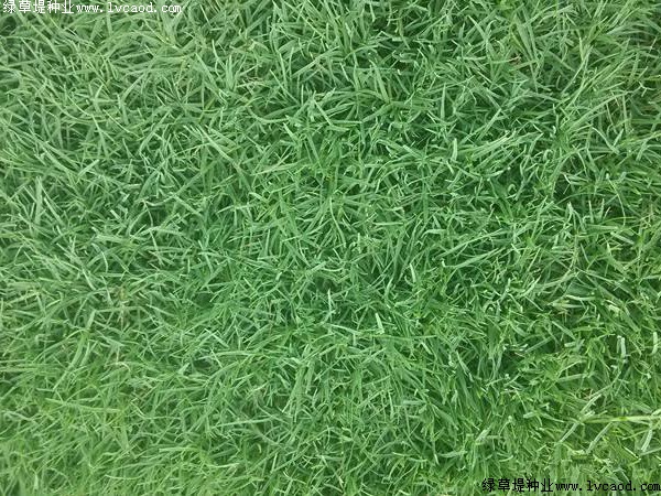 果嶺草草坪的日常管理應(yīng)該注意什么 果嶺草草坪的日常管理應(yīng)該注意什么