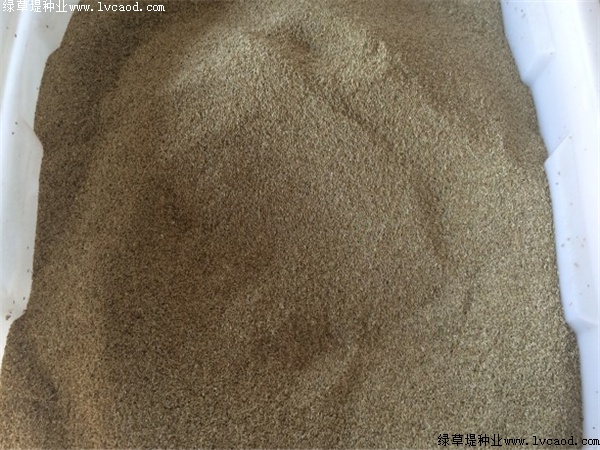 天堂草種子 天堂草種子