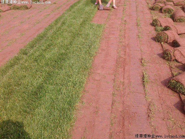 四季青草坪由幾個品種混播而成 四季青草坪由幾個品種混播而成
