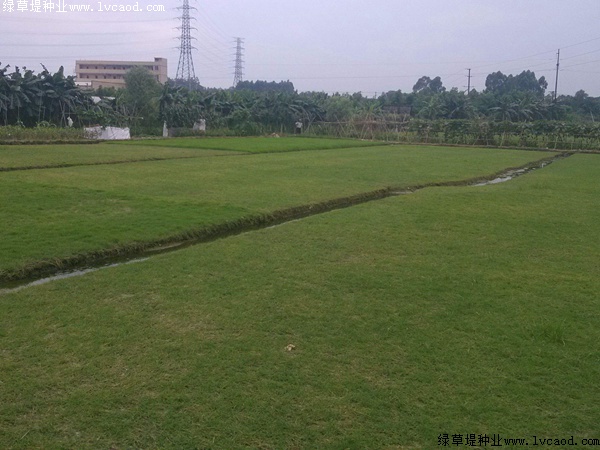 臺(tái)灣草 臺(tái)灣草