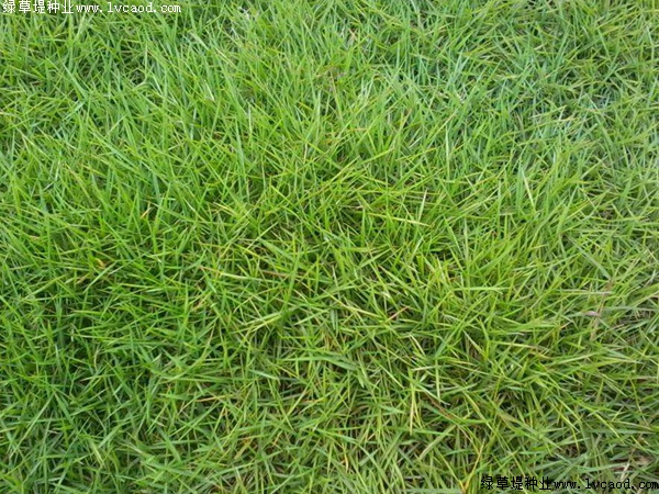 臺(tái)灣草 臺(tái)灣草