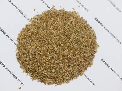 結(jié)縷草草籽多少錢一斤？