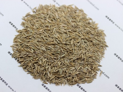 高羊茅草籽多少錢一斤？
