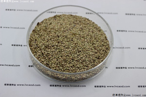 我的手機(jī) 2019/8/7 15:42:13 百喜草草籽多少錢一斤，一畝地需要多少種子