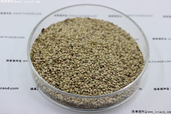 我的手機(jī) 2019/8/7 15:42:13 百喜草草籽多少錢一斤，一畝地需要多少種子