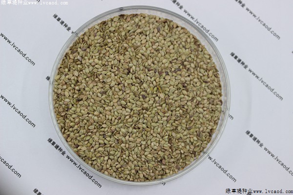 我的手機(jī) 2019/8/7 15:42:13 百喜草草籽多少錢一斤，一畝地需要多少種子