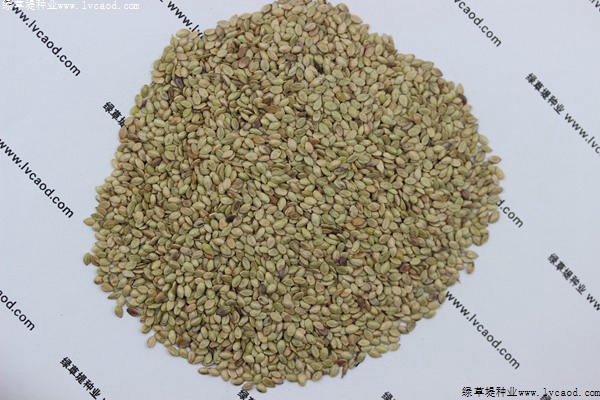 我的手機(jī) 2019/8/7 15:42:13 百喜草草籽多少錢一斤，一畝地需要多少種子