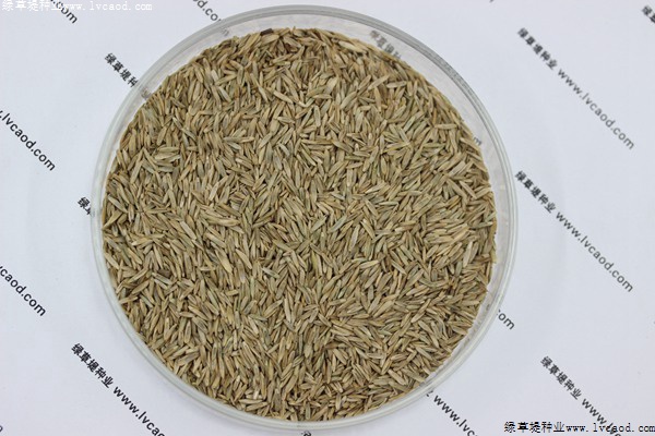 黑麥草