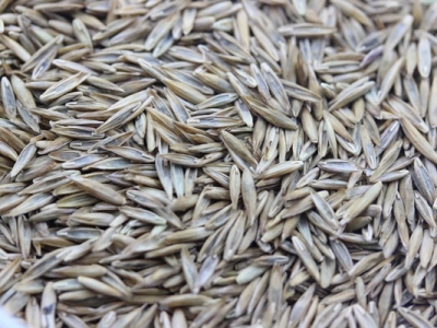 藍(lán)標(biāo)高羊茅種子的栽培和施肥管理