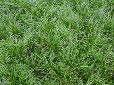 四季青草坪種子耐寒嗎，種植需要注意些什么