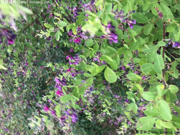 二色胡枝子 二色胡枝子