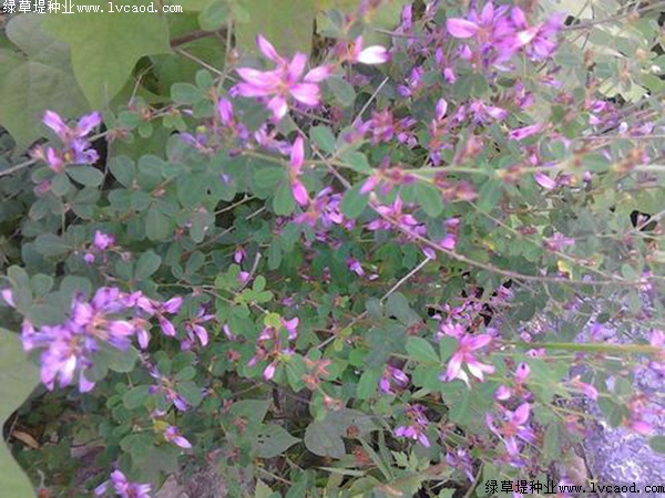 二色胡枝子 二色胡枝子