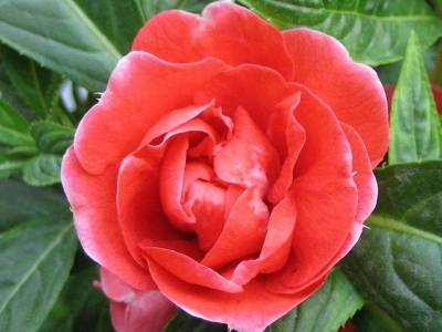 中國(guó)鳳仙種子