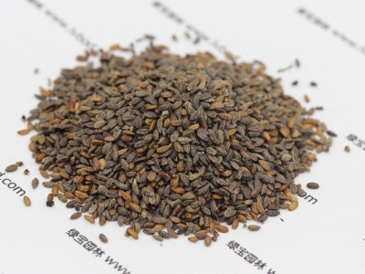 紅色鼠尾草種子