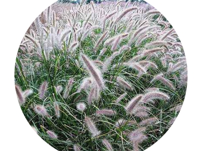 觀賞狼尾草種子