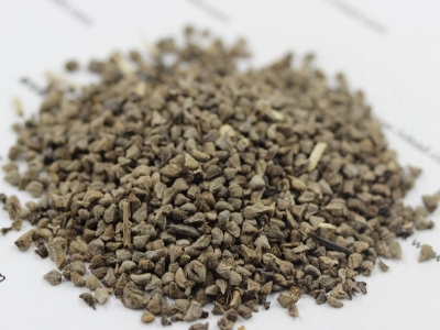 藍(lán)香薊種子