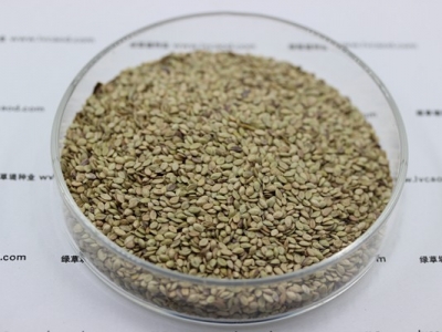 百喜草種子最好什么時候播種？