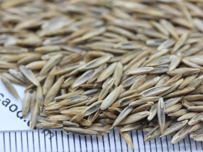 高羊茅種子的零售價(jià)格具體是多少？