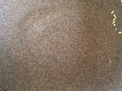 彎葉畫眉草種子的價(jià)格是多少錢1斤？